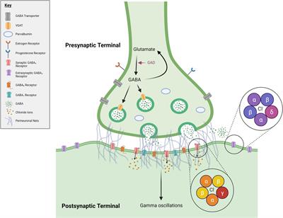 GABA System Modifications During Periods of Hormonal Flux Across the Female Lifespan